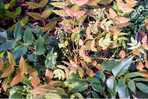 Mahonia nervosa