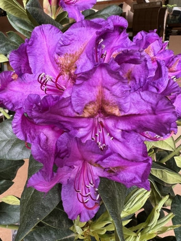 Rhododendron 'Lee's Dark Purple'