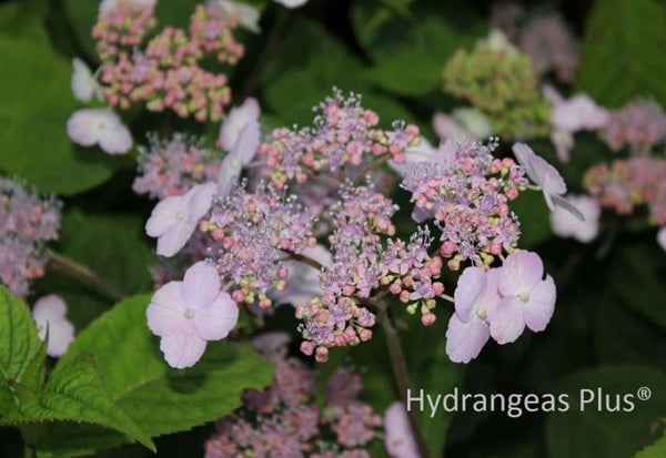 Hydrangea serrata 'Hokaido'