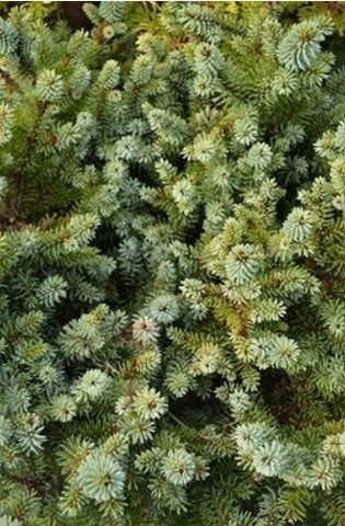 Picea omorika 'Kamenz'