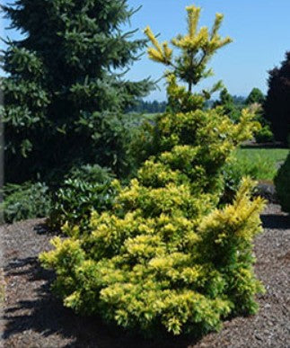 Pinus parviflora 'Goldilocks' (aka 'Dr. Landis,' 'Tenysu-kazu,' Japanese White Pine