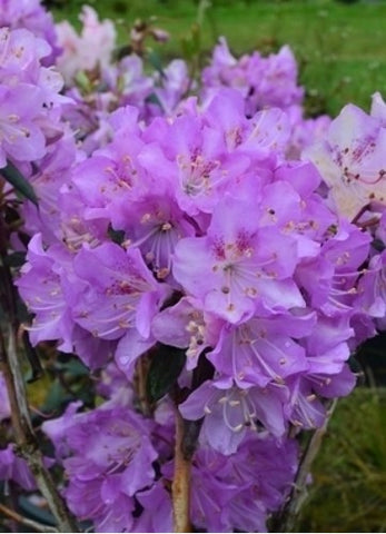 Rhododendron oreotrephes