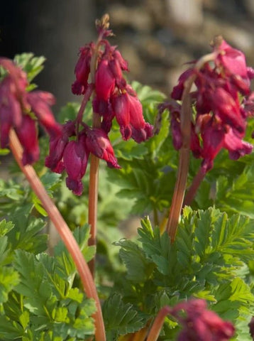 Dicentra 'Luxuriant'