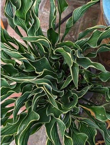 Hosta 'Praying Hands'