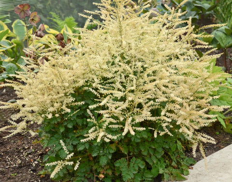 Aruncus 'Chantilly Lace'
