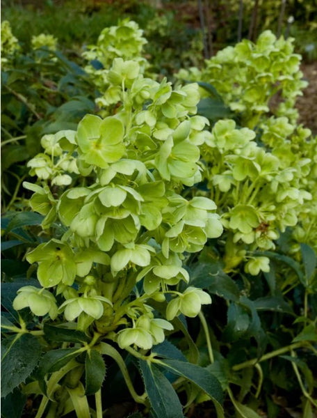 Helleborus foetidus