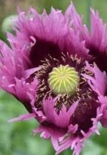 Papaver hybrida 'Jimi's Purple Haze'
