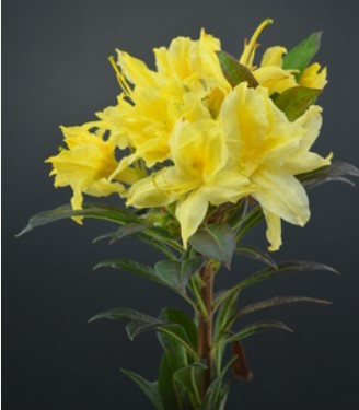 Azalea 'Lemon Lights'