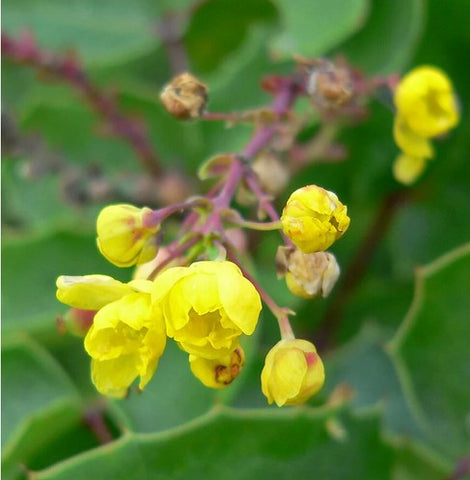 Mahonia repens