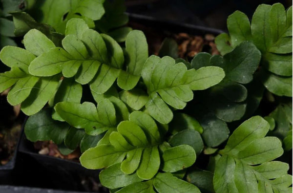 Polypodium scouleri