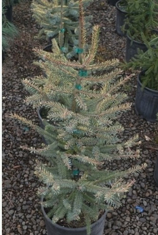 Picea mariana 'Aureovariegata'