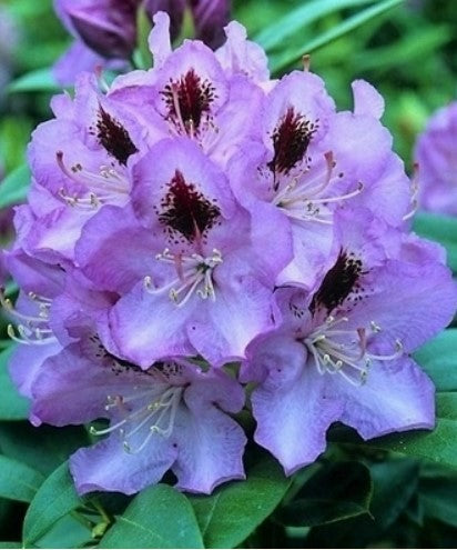 Rhododendron 'Blue Jay'