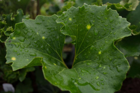 Farfugium japonicum 'Kagami Jishi'