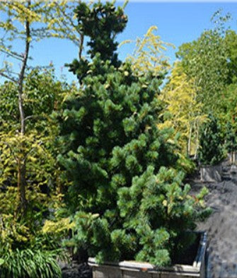 Pinus parviflora 'Aoi'