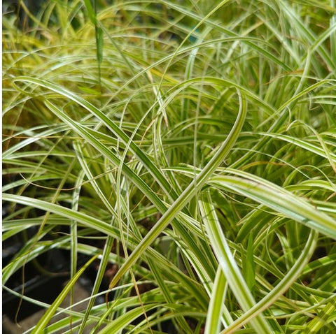 Carex 'Feather Falls' aka: Feather Falls Sedge