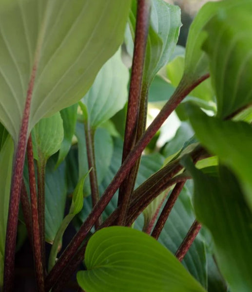 Hosta 'Red October'