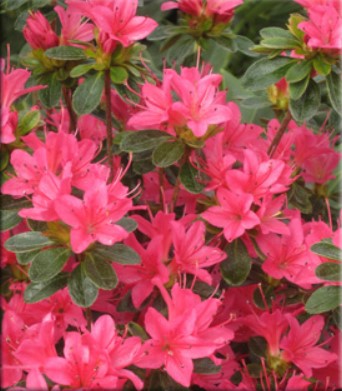 Azalea 'Sun Star'