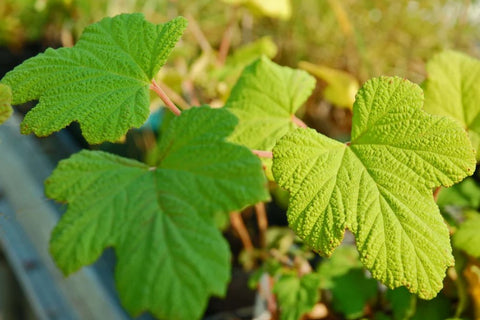 Rubus setchuenensis
