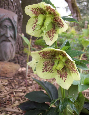 Helleborus x hybridus [Selected Mixed Colors]