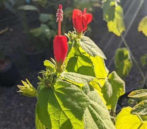 Malvaviscus arboreus