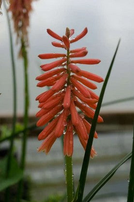 Kniphofia 'Wol's Red'