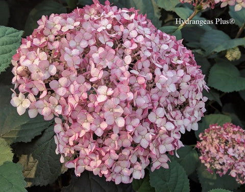 Hydrangea arborescens Invicibelle Spirit II®