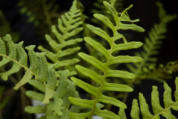 Polypodium vulgare 'Imbricatum'