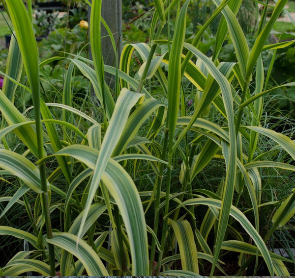 Arundo donax 'Golden Chain' (aka Giant Reed Grass)