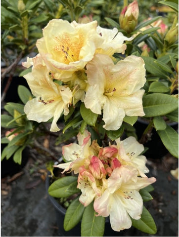 Rhododendron 'Siltcoos Sunrise'