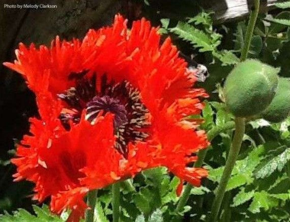 Papaver orientale 'Melody's Orange'