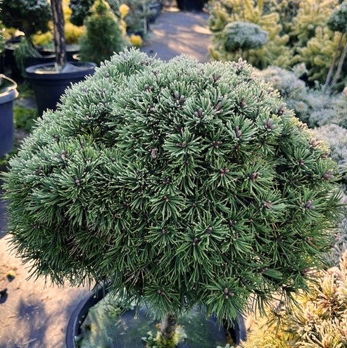 Pinus mugo (1040 Broom)