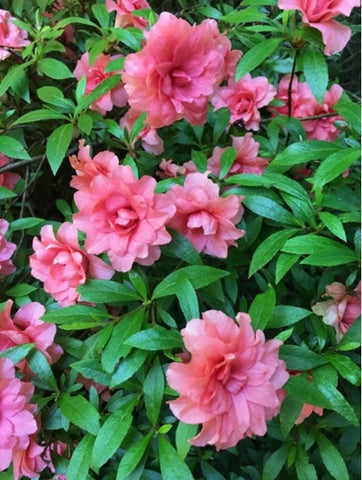 Rhododendron indicum 'Balsaminiflora'