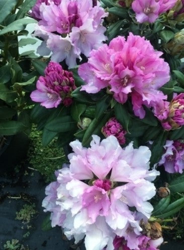 Rhododendron 'Lavender Haze'