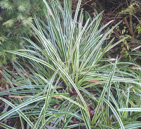 Carex morrowii 'Ice Dance'