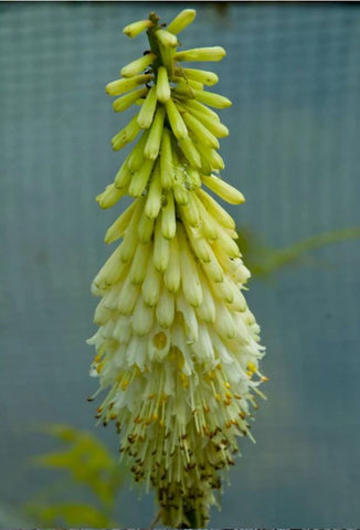 Kniphofia citrina 'Lime Select'