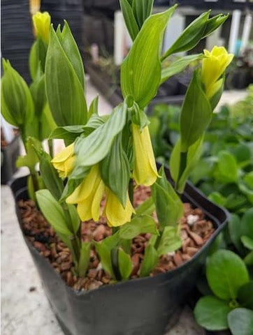 Uvularia grandiflora