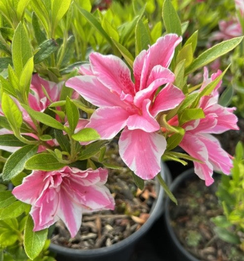 Azalea 'Sugar and Spice'