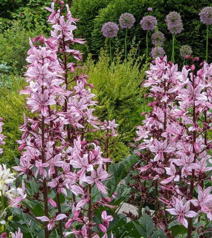 Dictamnus albus var. purpureus
