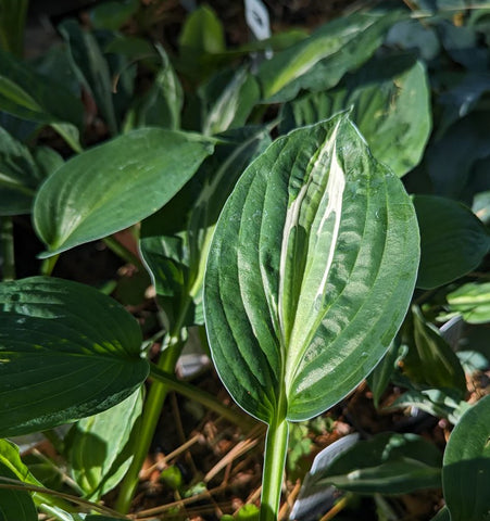 Hosta 'Snake Eyes'