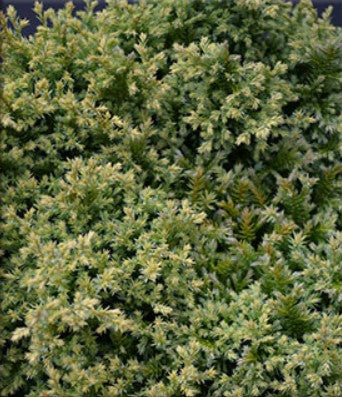 Chamaecyparis pisifera 'Plumosa Compressa Aurea'