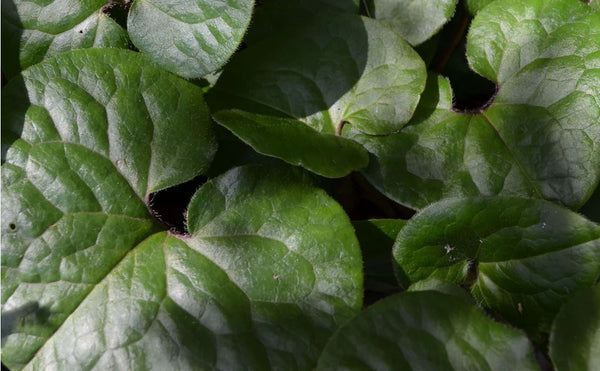 Asarum europaeum (aka Wild Ginger)
