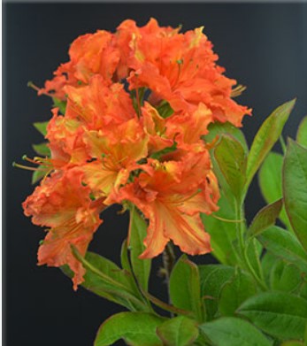 Azalea 'Gibraltar'