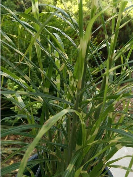 Miscanthus sinensis 'Hinjo', aka Miscanthus sinensis 'Little Nicky'