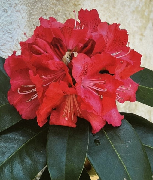 Rhododendron 'Mr. Carl'