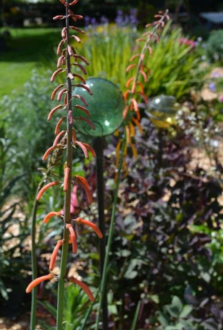 Kniphofia thomsonii var. snowdenii