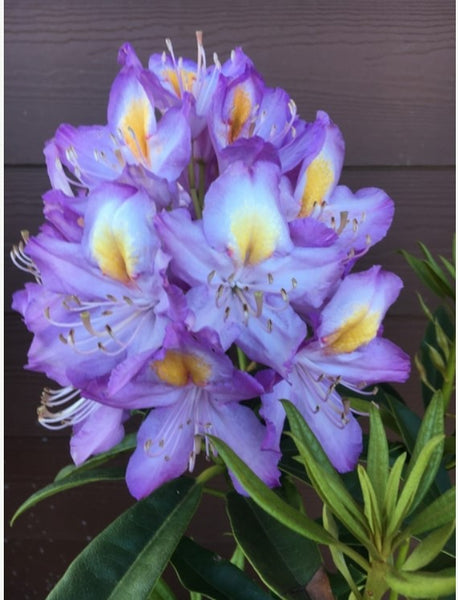 Rhododendron degronianum ssp. yakushimanum 'Yaku Angel'