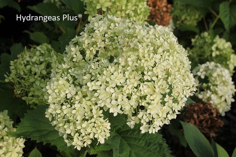 Hydrangea arborescens 'Limetta'