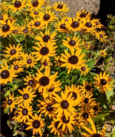 Rudbeckia 'Little Goldstar'