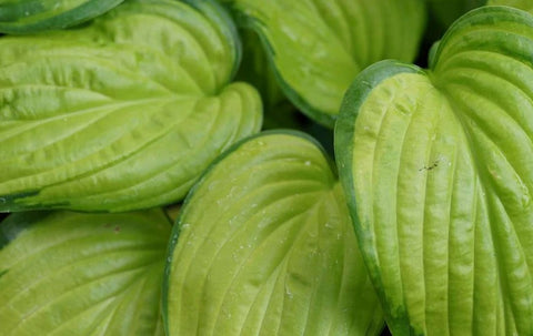 Hosta 'Stained Glass'