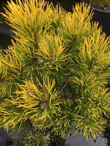 Pinus mugo 'Carstens'